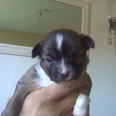 Blanding af racer Baloo