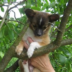 Blanding af racer Baloo