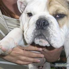 Engelsk bulldog Link