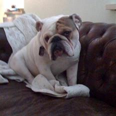 Engelsk bulldog Link