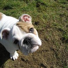 Engelsk bulldog Link