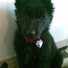 Schæferhund Bessie RIP :(