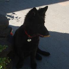 Schæferhund Bessie RIP :(