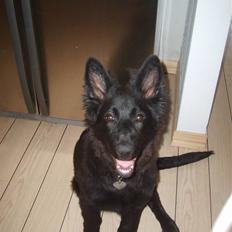 Schæferhund Bessie RIP :(
