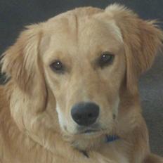 Golden retriever Charlie