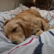 Golden retriever Charlie