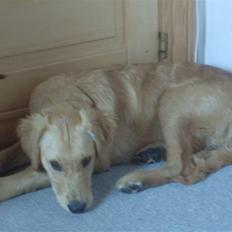 Golden retriever Charlie