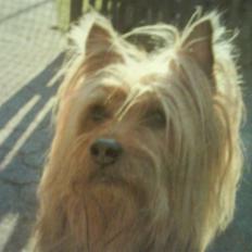 Australsk terrier Max<3 R.I.P :(