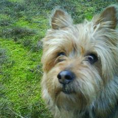 Australsk terrier Max<3 R.I.P :(