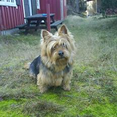 Australsk terrier Max<3 R.I.P :(