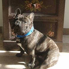 Fransk bulldog Albert