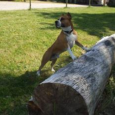 Amerikansk staffordshire terrier Knight Goodfree (king)