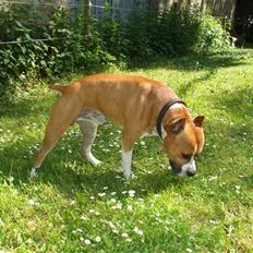 Amerikansk staffordshire terrier Knight Goodfree (king)