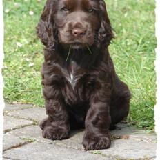 Cocker spaniel Choko