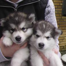 Alaskan malamute Devil