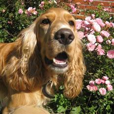 Cocker spaniel Hr. Vimse - R.I.P
