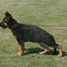 Schæferhund Team Rapi Excess