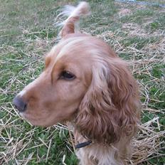 Cocker spaniel Hr. Vimse - R.I.P