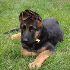 Schæferhund Team Rapi Excess