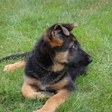 Schæferhund Team Rapi Excess