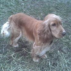 Cocker spaniel Hr. Vimse - R.I.P
