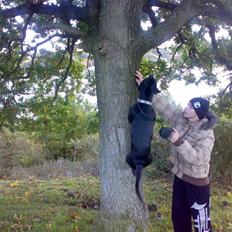 Amerikansk staffordshire terrier akira 