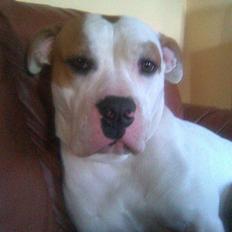 Amerikansk bulldog Bertha