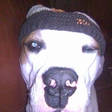 Amerikansk bulldog Bertha