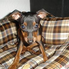 Prazsky krysarik Lille Loui V.  