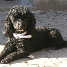 Dværgpuddel ~Krølle~
