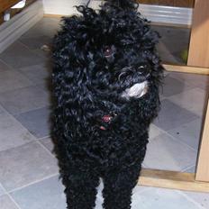 Dværgpuddel ~Krølle~