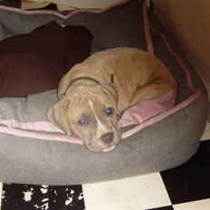 Amerikansk staffordshire terrier Nattergalens Melvin # Max