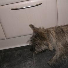 Cairn terrier Maddie