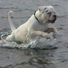 Amerikansk bulldog ***Milo*** himmelhund