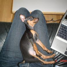 Prazsky krysarik Lille Loui V.  