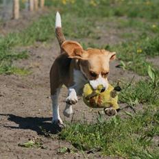 Beagle **Zila**