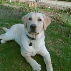 Labrador retriever Taco*R.I.P.*