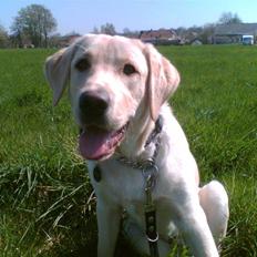 Labrador retriever Taco*R.I.P.*