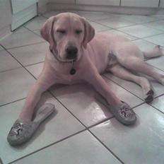 Labrador retriever Taco*R.I.P.*