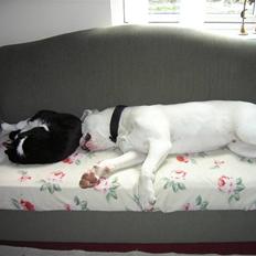 Amerikansk bulldog Homer - kongen er død