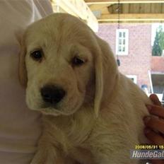 Golden retriever /Labrador Basse * DU ER SAVNET *