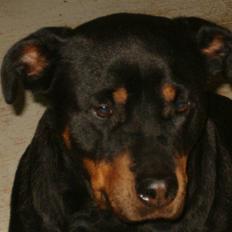 Rottweiler Bacille *Død*