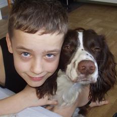 Engelsk springer spaniel Hannibal