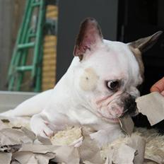 Fransk bulldog Carla