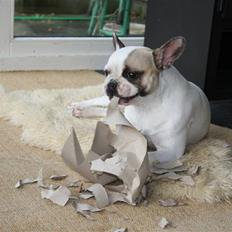 Fransk bulldog Carla