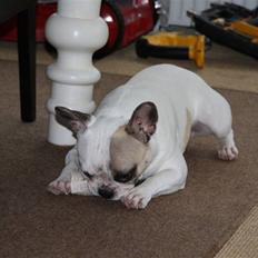 Fransk bulldog Carla