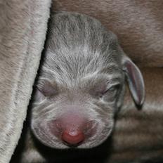 Weimaraner HOT SHOOT`S JUBII HD A - himmelhund