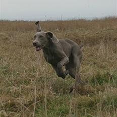 Weimaraner HOT SHOOT`S JUBII HD A - himmelhund