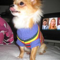 Chihuahua Chiquita <3