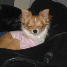 Chihuahua Chiquita <3